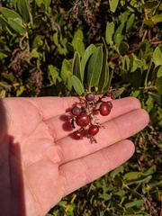 Arctostaphylos insularis