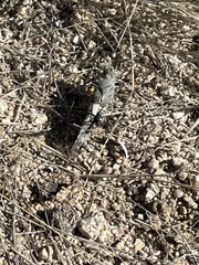 Trimerotropis pallidipennis