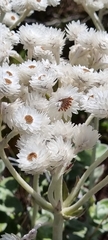 Helichrysum fruticans