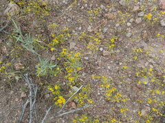 Pectis angustifolia angustifolia