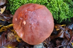 Leccinum duriusculum