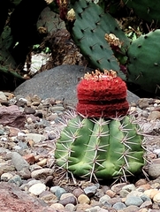 Melocactus bahiensis