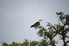 Colaptes campestris campestroides