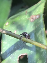 Chalcodermus
