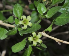Withania frutescens