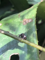 Chalcodermus
