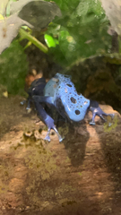 Dendrobates tinctorius