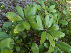 Comarostaphylis diversifolia