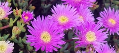 Lampranthus falciformis