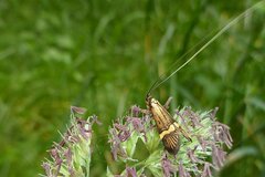 Nemophora degeerella