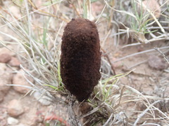 Podaxis