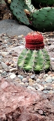 Melocactus bahiensis