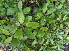 Comarostaphylis diversifolia