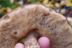 Leccinum duriusculum