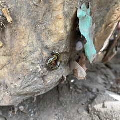 Anadenobolus monilicornis
