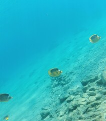 Chaetodon fasciatus