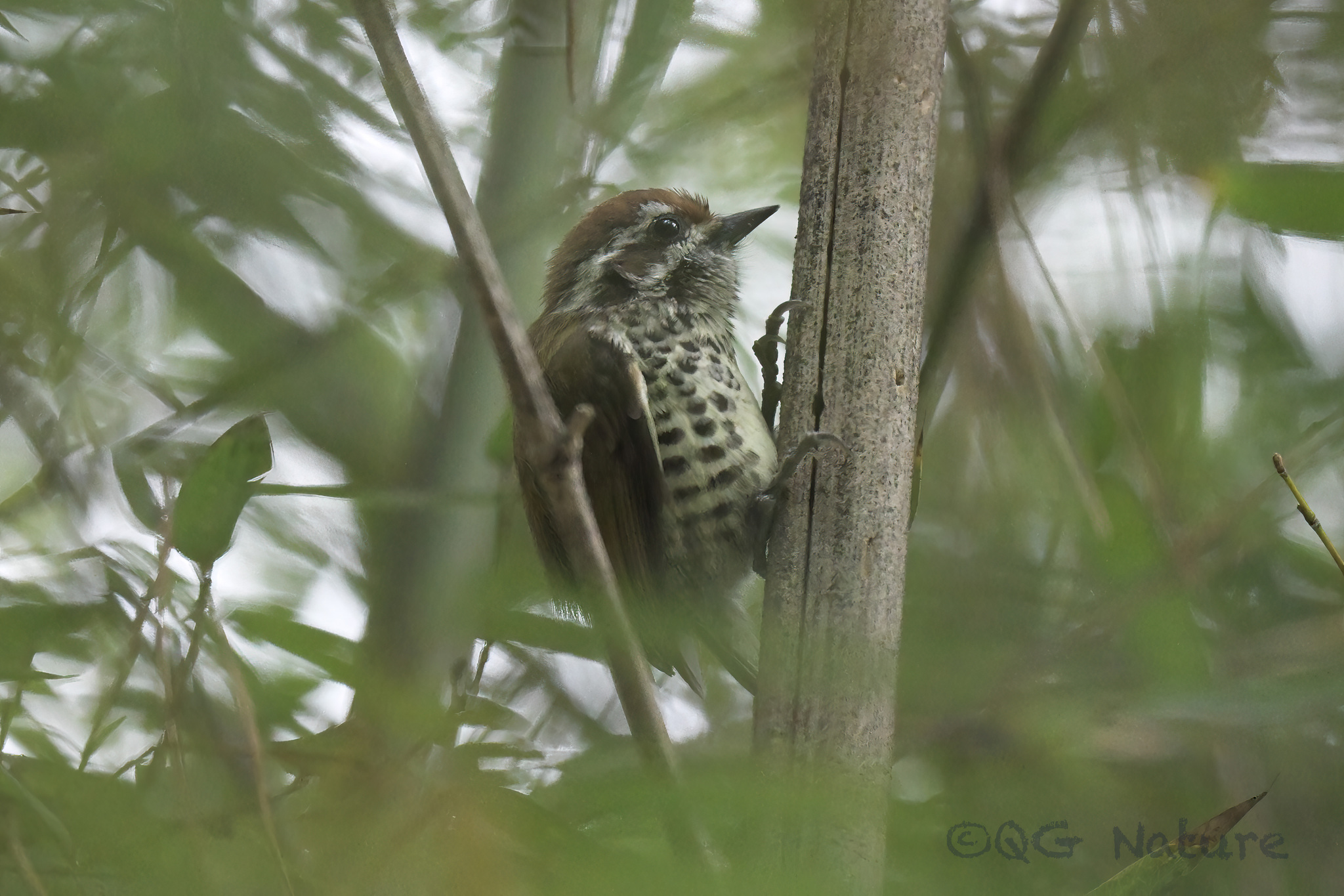Speckled Piculet