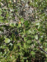 Quercus pacifica