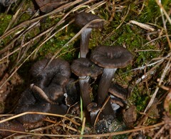 Craterellus cinereus