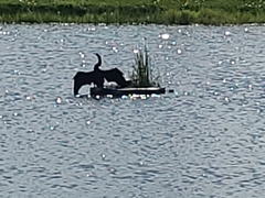 Anhinga