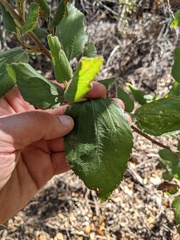 Ceanothus arboreus