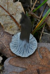 Craterellus cinereus