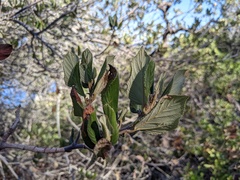 Ceanothus arboreus