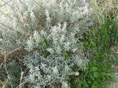 Mercurialis tomentosa