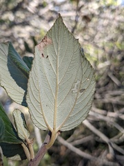 Ceanothus arboreus