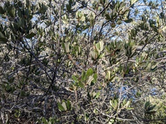 Ceanothus arboreus