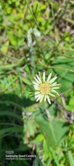 Gerbera piloselloides