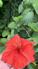 Hibiscus × archeri