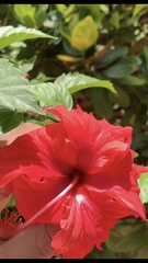 Hibiscus × archeri