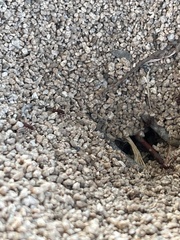 Acromyrmex versicolor