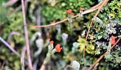 Cladonia floerkeana