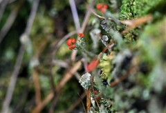Cladonia floerkeana