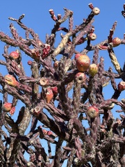 Cylindropuntia thurberi versicolor