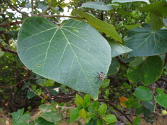 Dysdercus decussatus