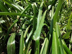 Pitcairnia dendroidea