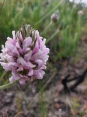 Amphithalea ericifolia