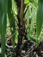 Pitcairnia dendroidea