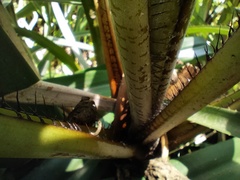 Pitcairnia dendroidea