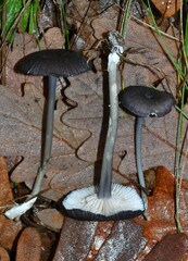 Entoloma serrulatum