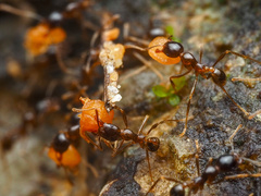 Carebara