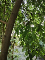 Boehmeria celtidifolia