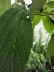 Boehmeria celtidifolia