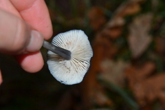 Entoloma serrulatum