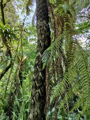 Sphaeropteris quindiuensis