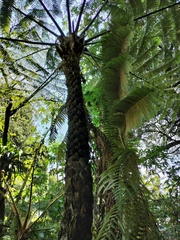 Sphaeropteris quindiuensis