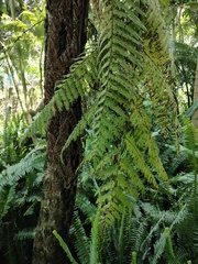 Sphaeropteris quindiuensis